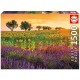 CAMPO DE GIRASOLES Y LAVANDA