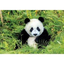 OSO PANDA