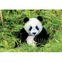 OSO PANDA