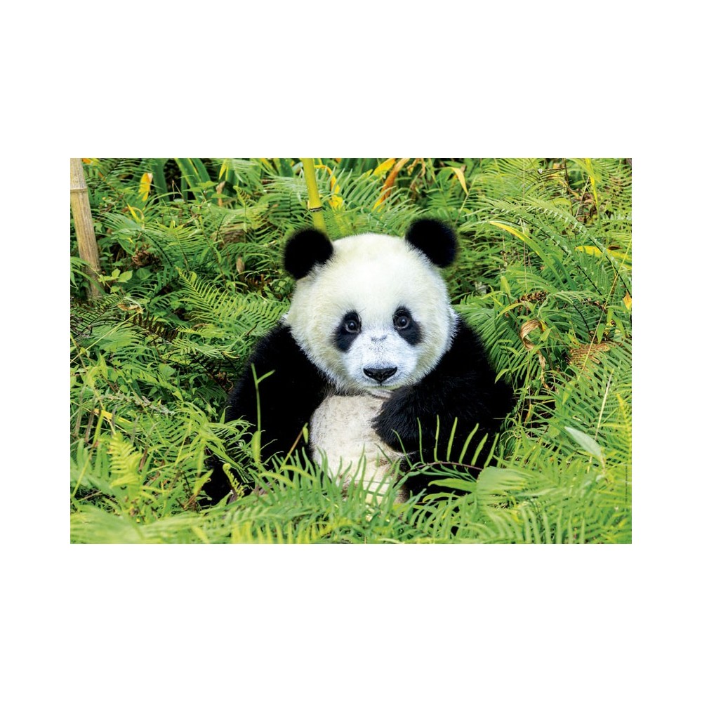 OSO PANDA