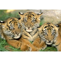 PEQUEÑOS TIGRES