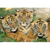 PEQUEÑOS TIGRES