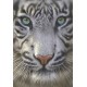 TIGRE BLANCO