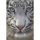 TIGRE BLANCO