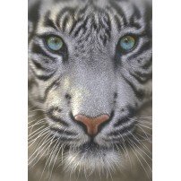 TIGRE BLANCO