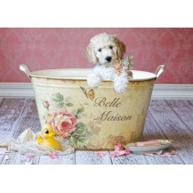 BELLE MAISON, LISA JANE