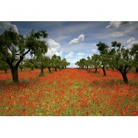 CAMPO DE AMAPOLAS