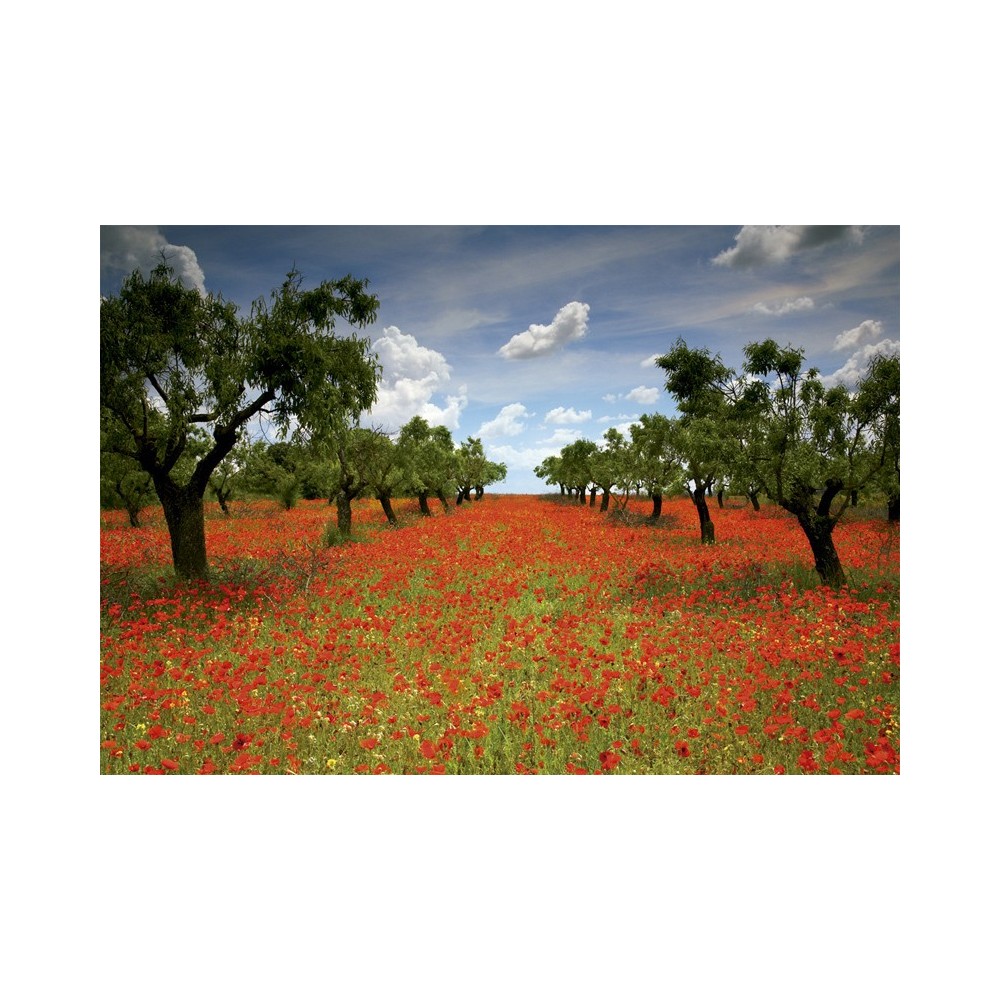 CAMPO DE AMAPOLAS