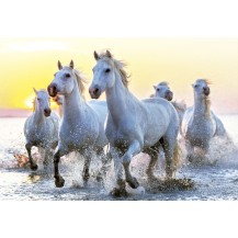 CABALLOS BLANCOS AL ATARDECER