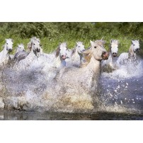 CABALLOS BLANCOS CAMARGA