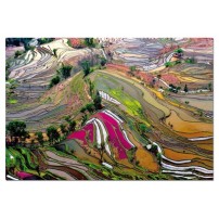 CAMPOS DE ARROZ, CHINA