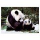 OSOS PANDA
