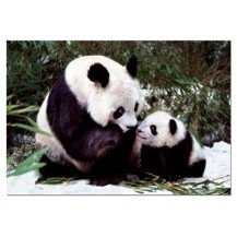 OSOS PANDA