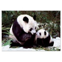 OSOS PANDA