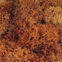 MUSGO MARRON, 15 GR