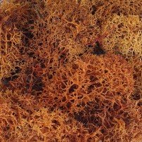MUSGO MARRON, 15 GR